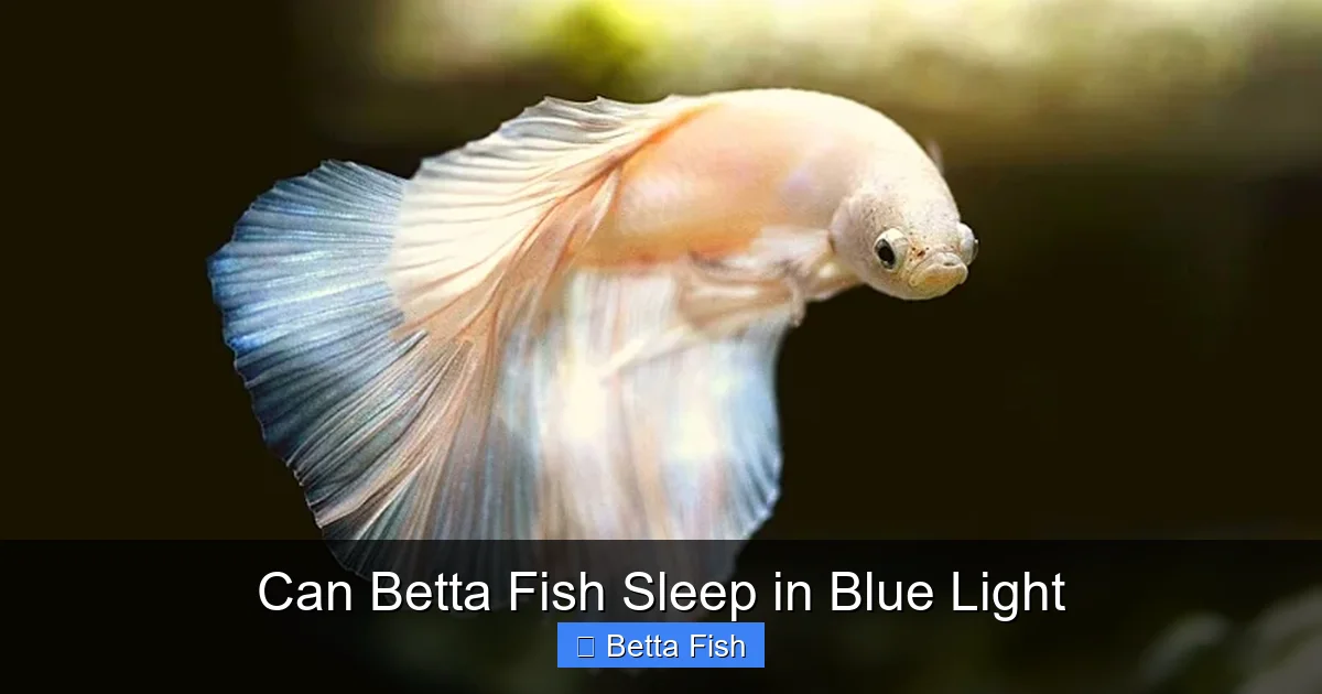 Can Betta Fish Sleep in Blue Light