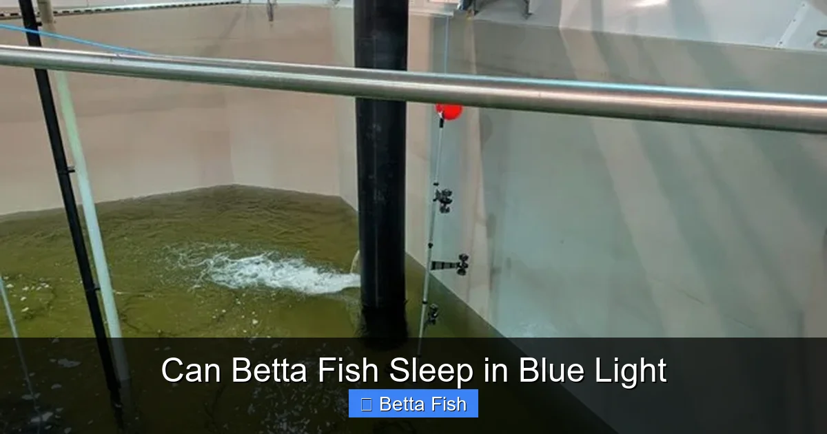 Can Betta Fish Sleep in Blue Light