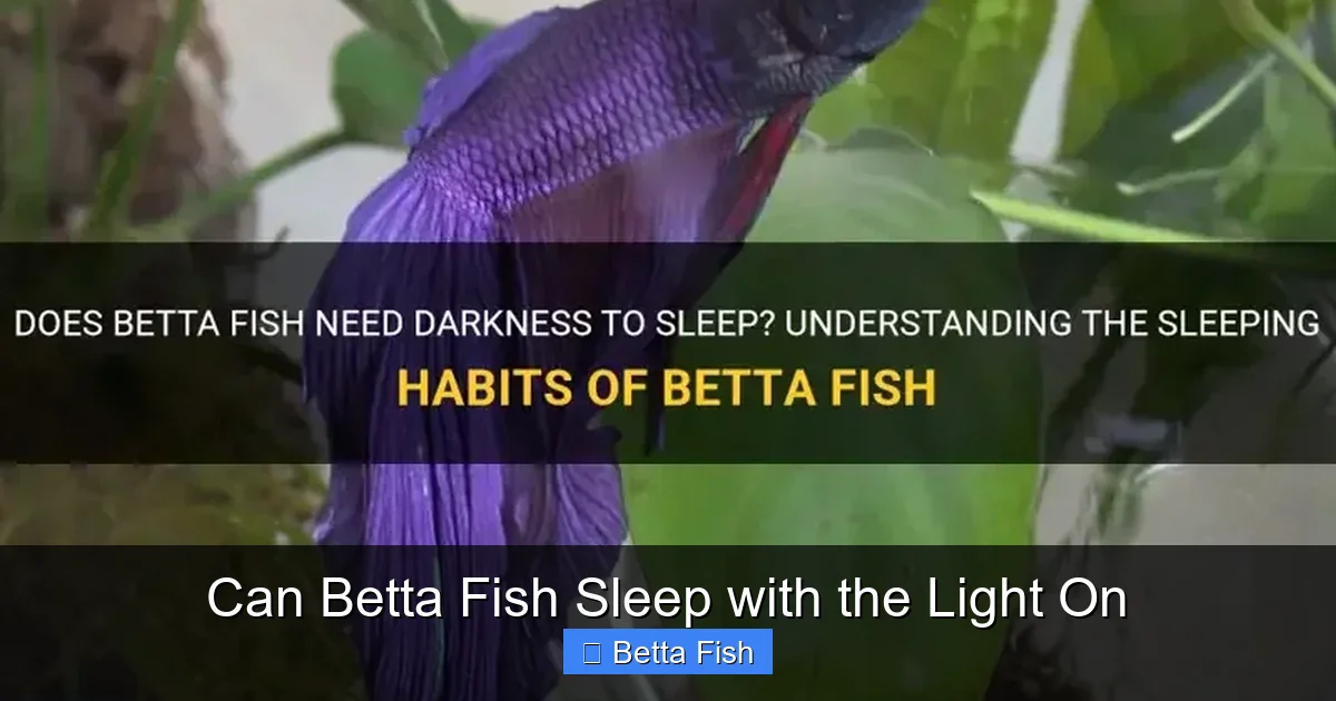 Can Betta Fish Sleep with the Light On