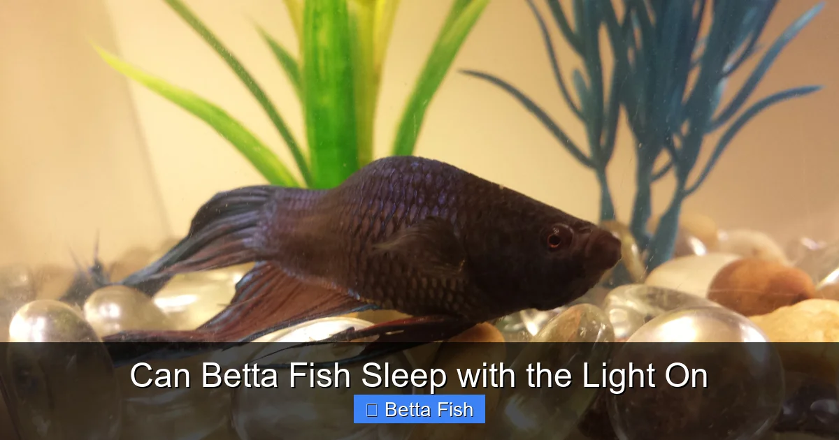 Can Betta Fish Sleep with the Light On