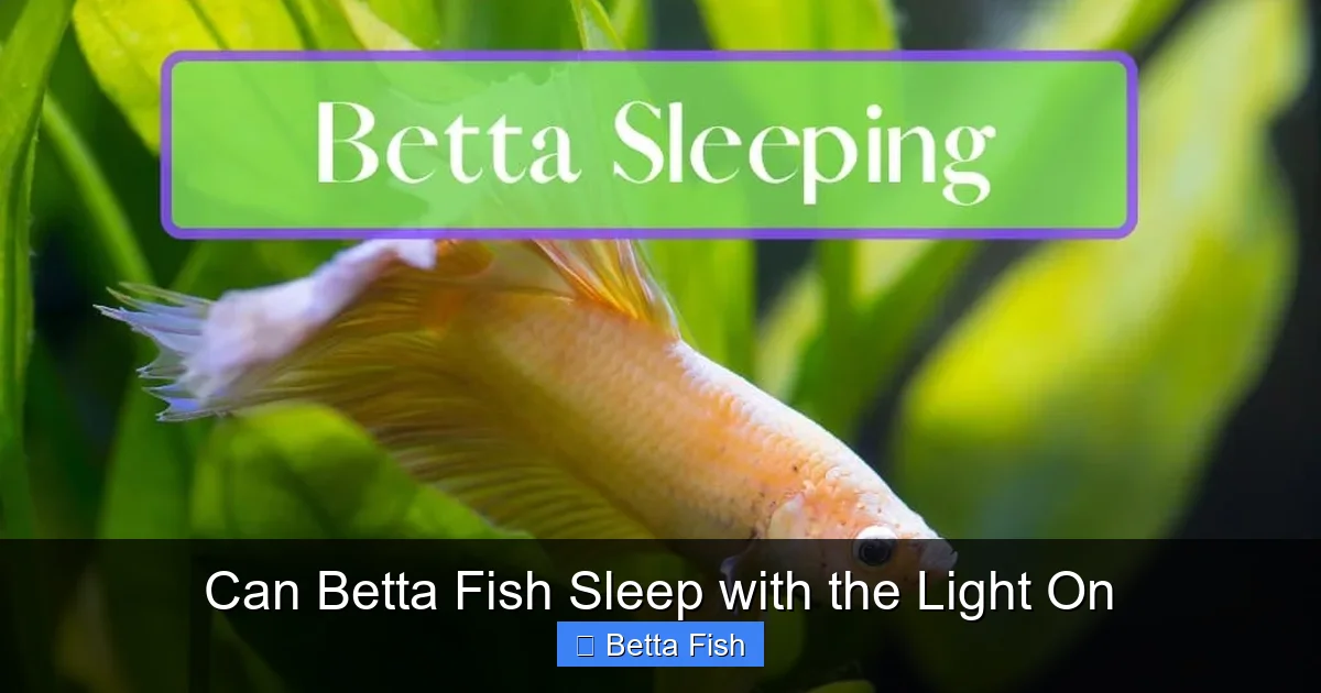 Can Betta Fish Sleep with the Light On