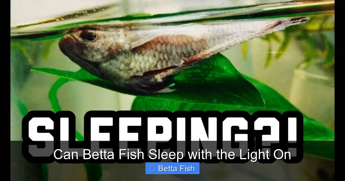 Can Betta Fish Sleep with the Light On