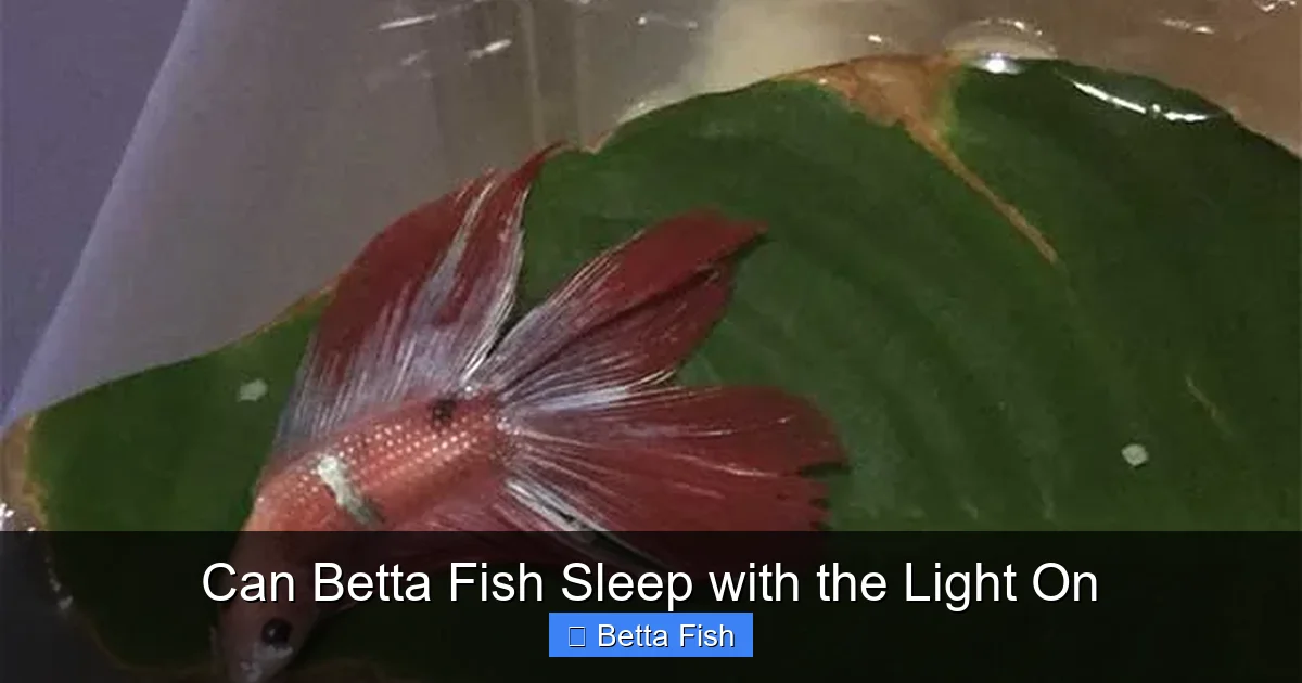 Can Betta Fish Sleep with the Light On