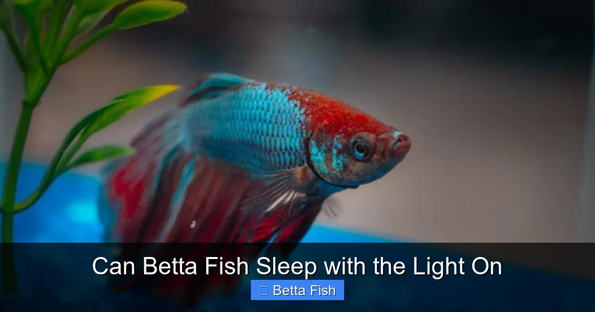 Can Betta Fish Sleep with the Light On