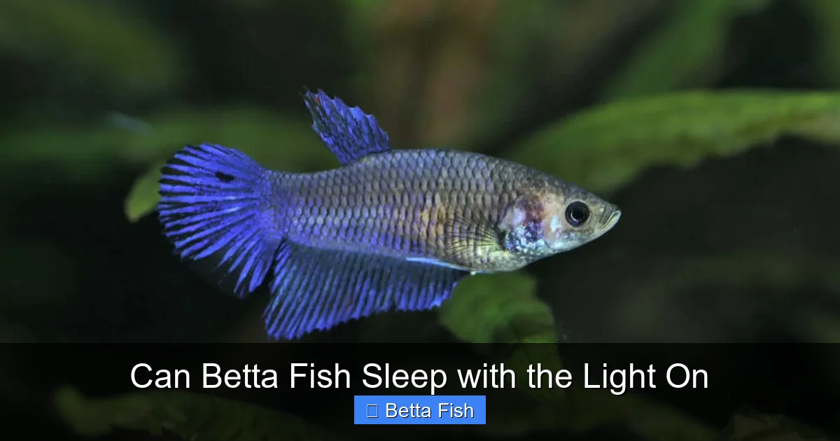 Can Betta Fish Sleep with the Light On