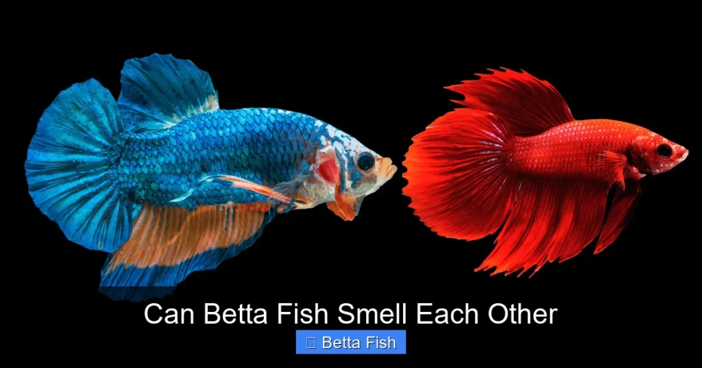 Can Betta Fish Smell Each Other