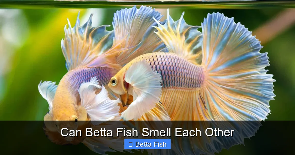 Can Betta Fish Smell Each Other