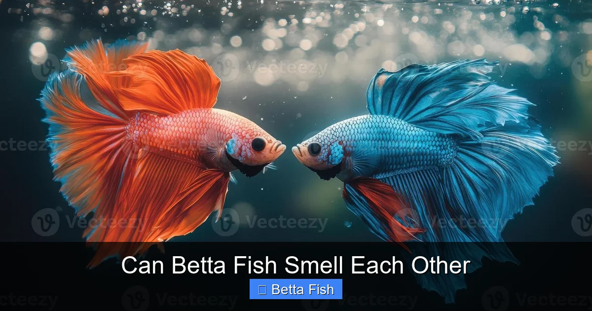 Can Betta Fish Smell Each Other