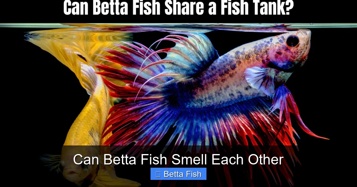 Can Betta Fish Smell Each Other