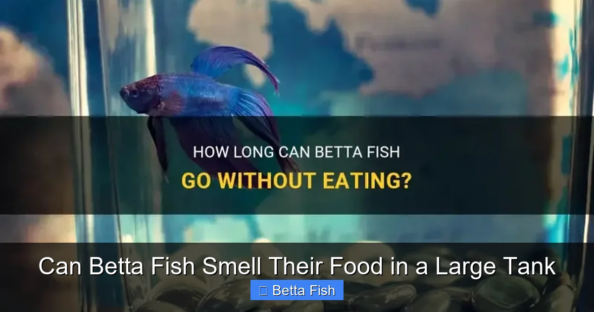Can Betta Fish Smell Their Food in a Large Tank
