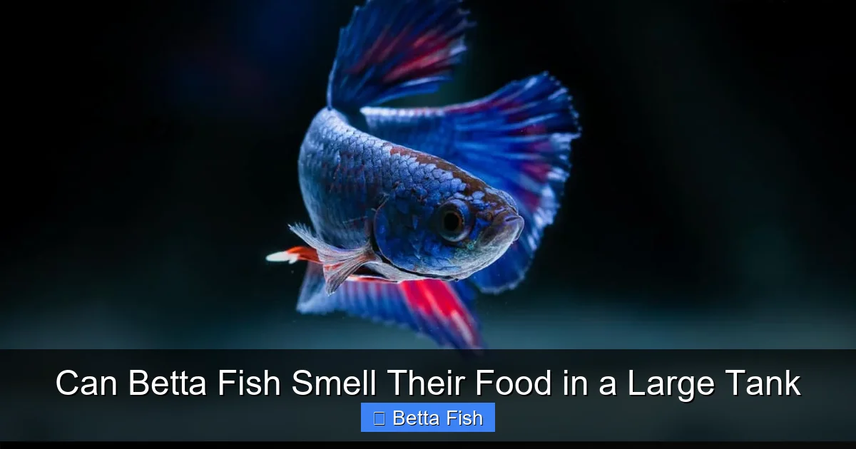 Can Betta Fish Smell Their Food in a Large Tank