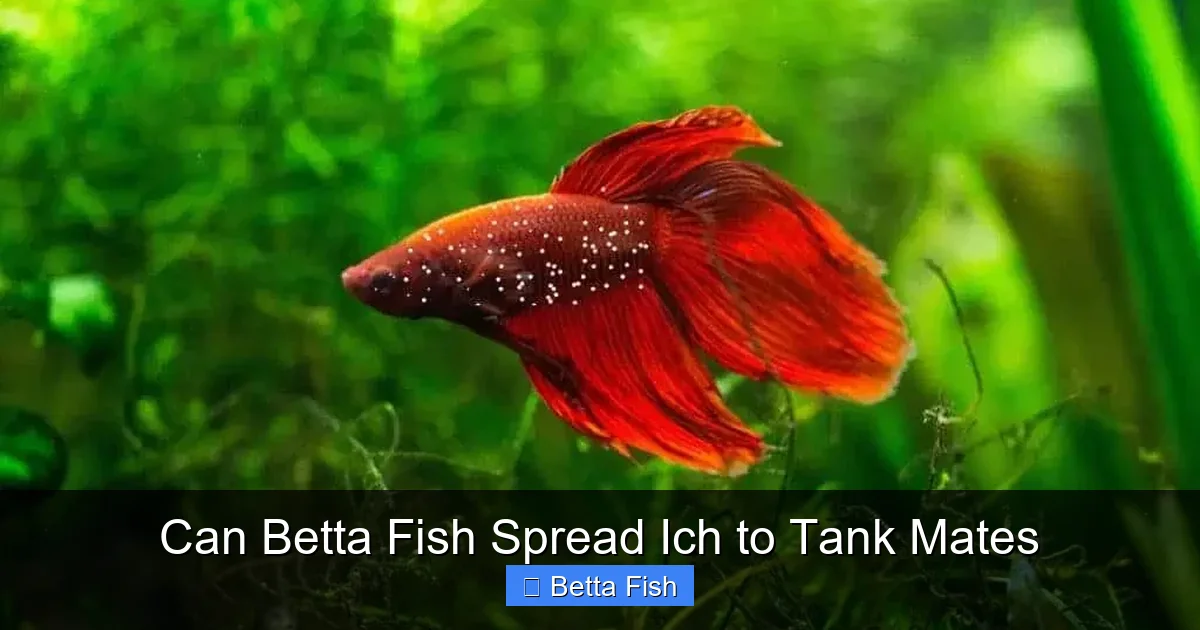 Can Betta Fish Spread Ich to Tank Mates