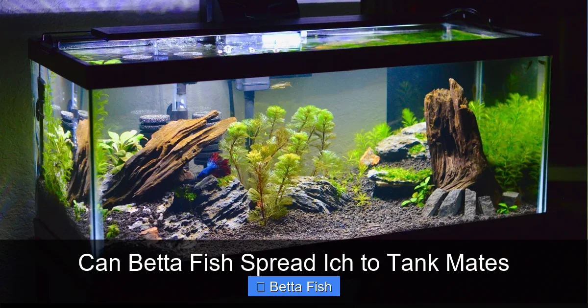 Can Betta Fish Spread Ich to Tank Mates