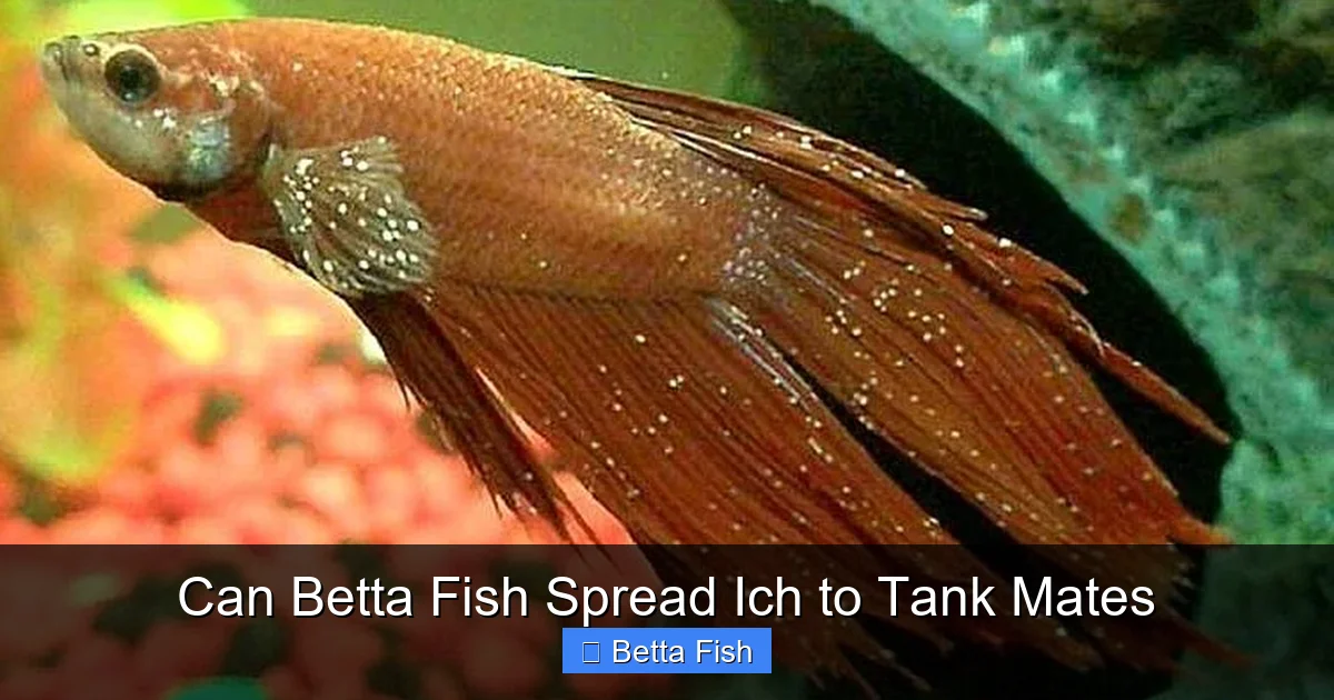 Can Betta Fish Spread Ich to Tank Mates