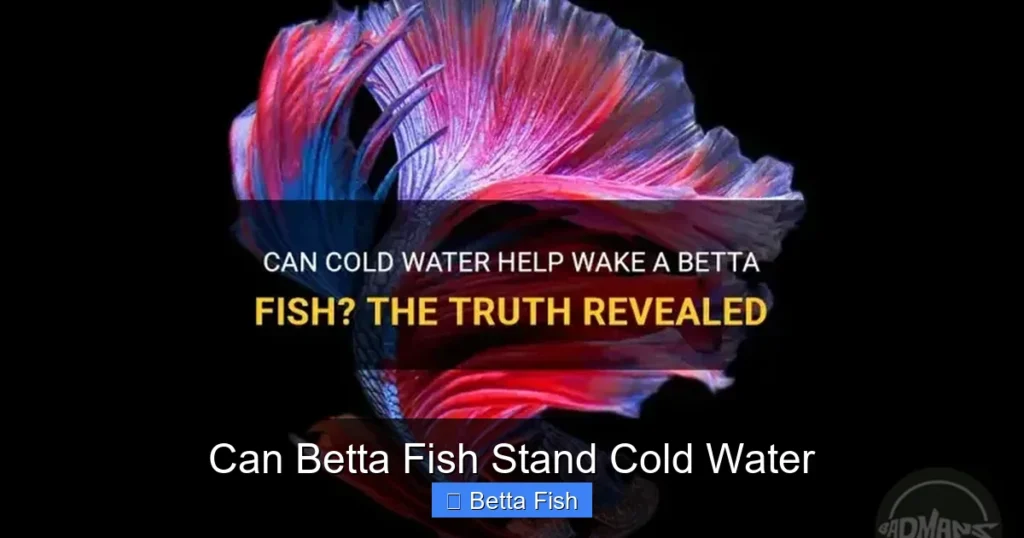Can Betta Fish Stand Cold Water