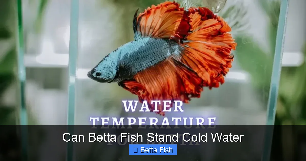 Can Betta Fish Stand Cold Water