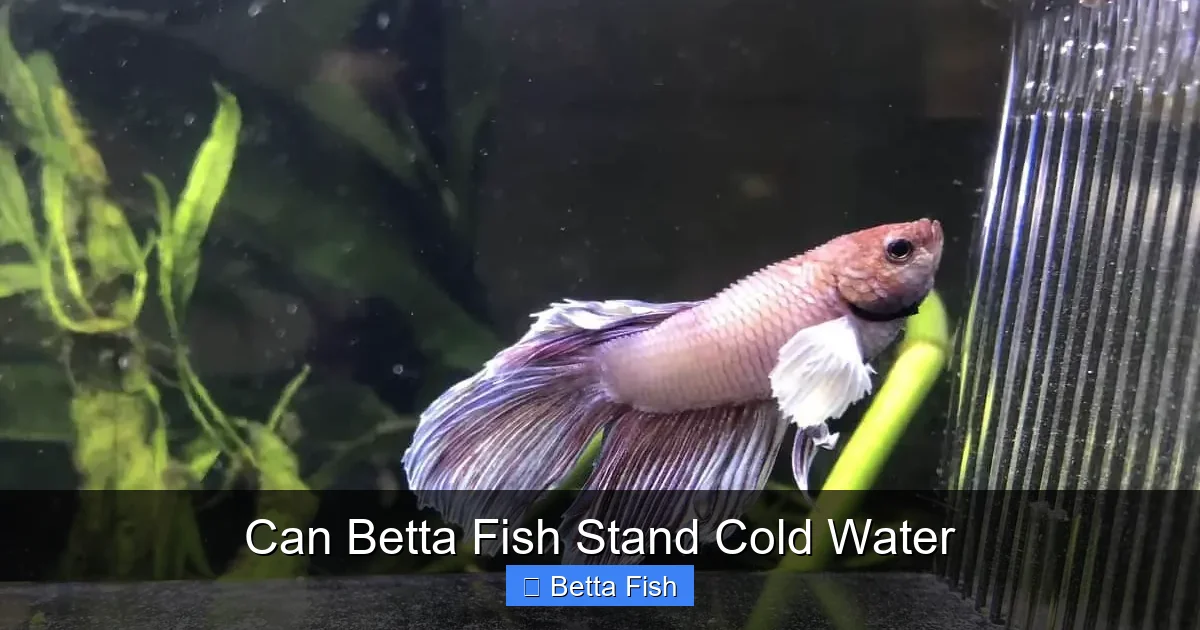 Can Betta Fish Stand Cold Water