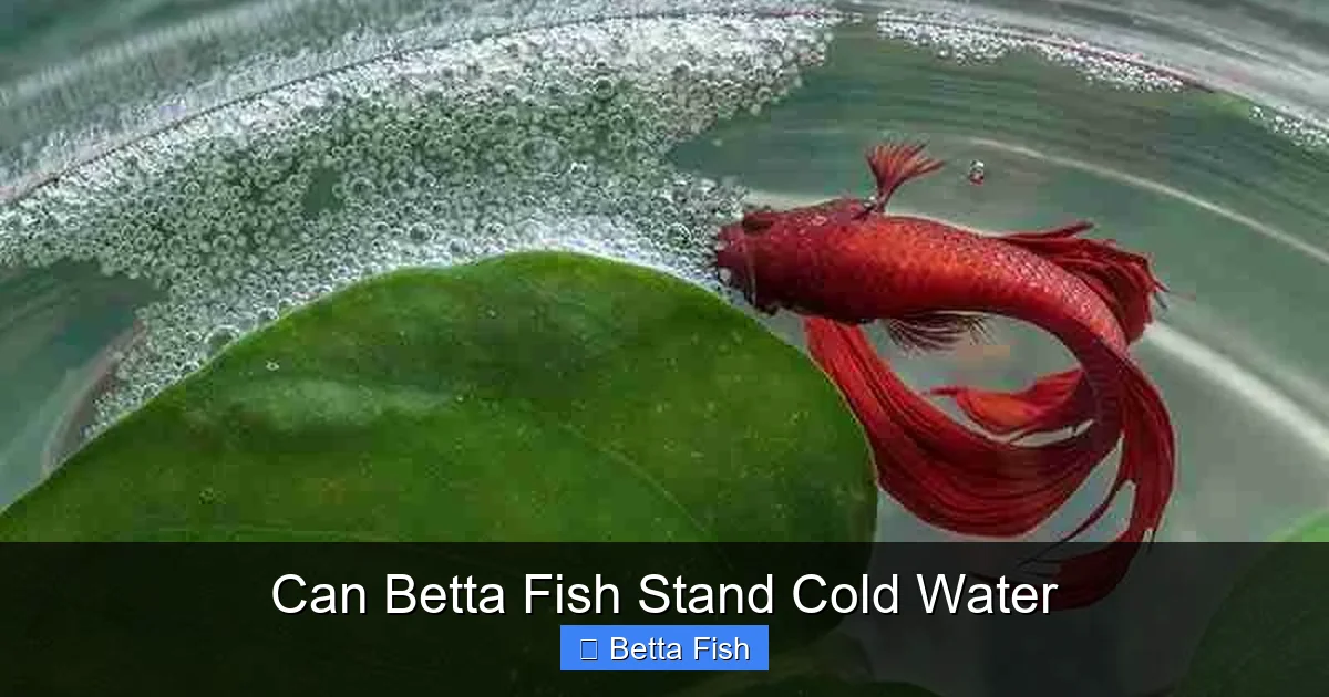 Can Betta Fish Stand Cold Water