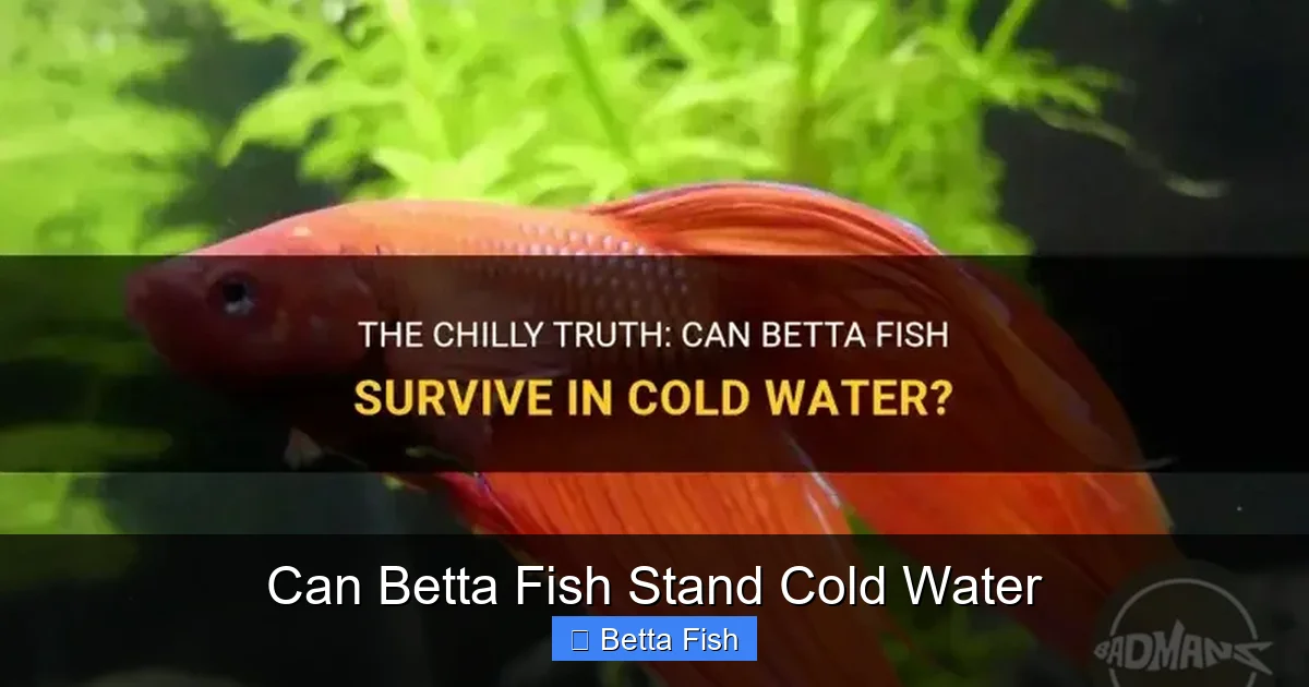 Can Betta Fish Stand Cold Water