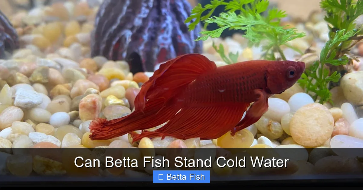 Can Betta Fish Stand Cold Water