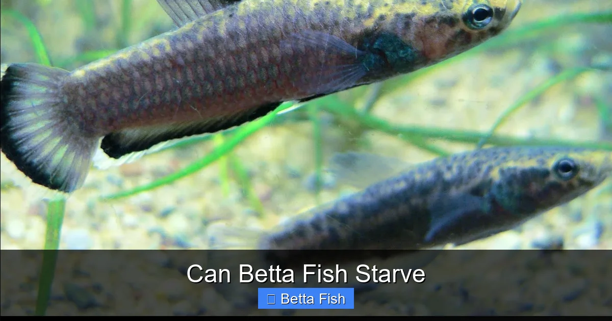 Can Betta Fish Starve