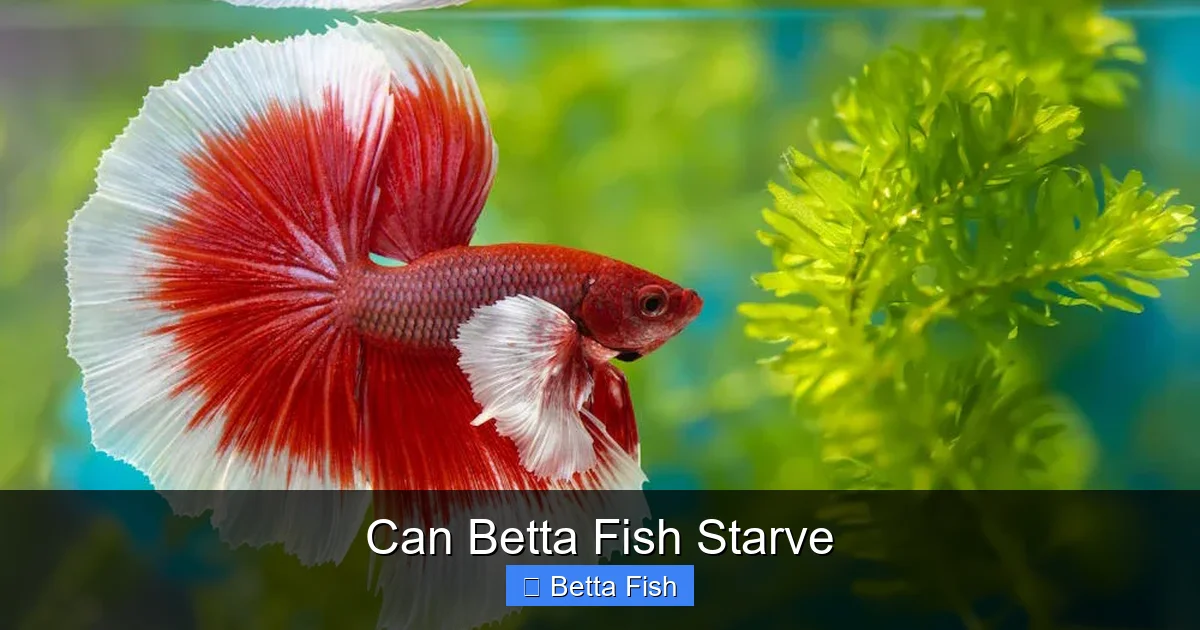Can Betta Fish Starve