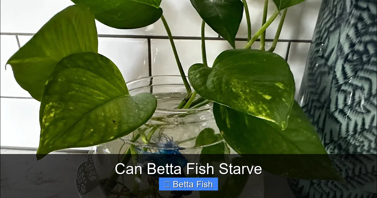 Can Betta Fish Starve