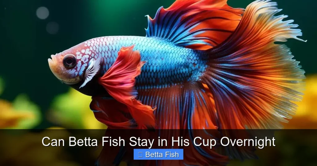 Can Betta Fish Stay in His Cup Overnight
