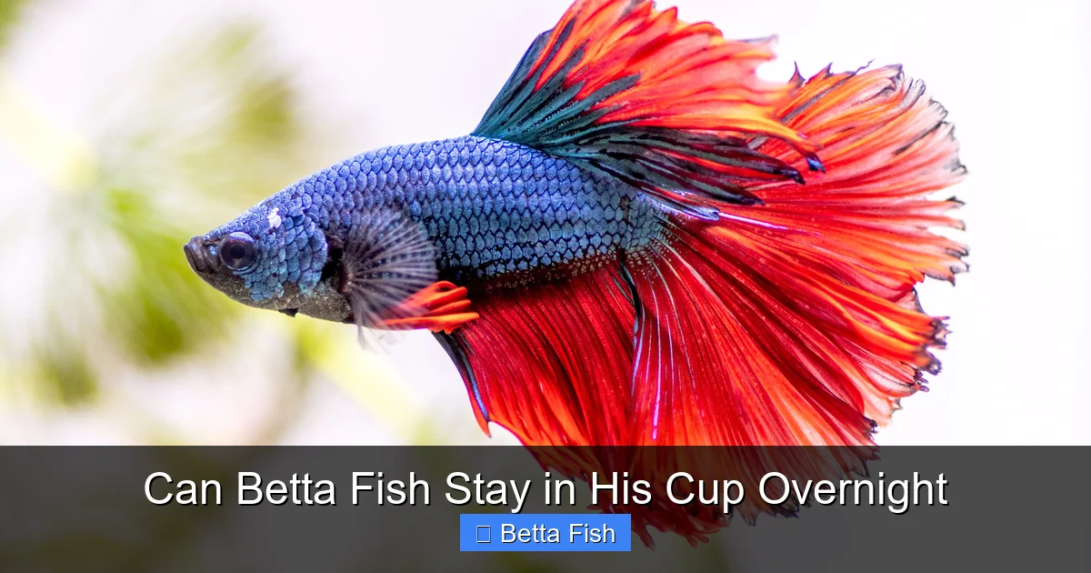 Can Betta Fish Stay in His Cup Overnight