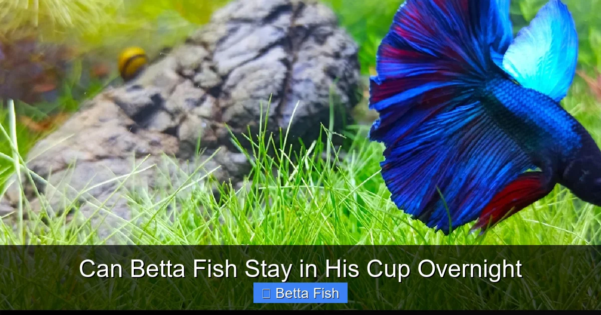 Can Betta Fish Stay in His Cup Overnight