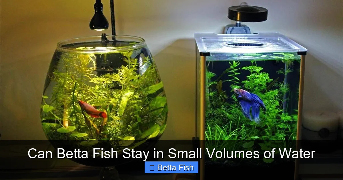 Can Betta Fish Stay in Small Volumes of Water