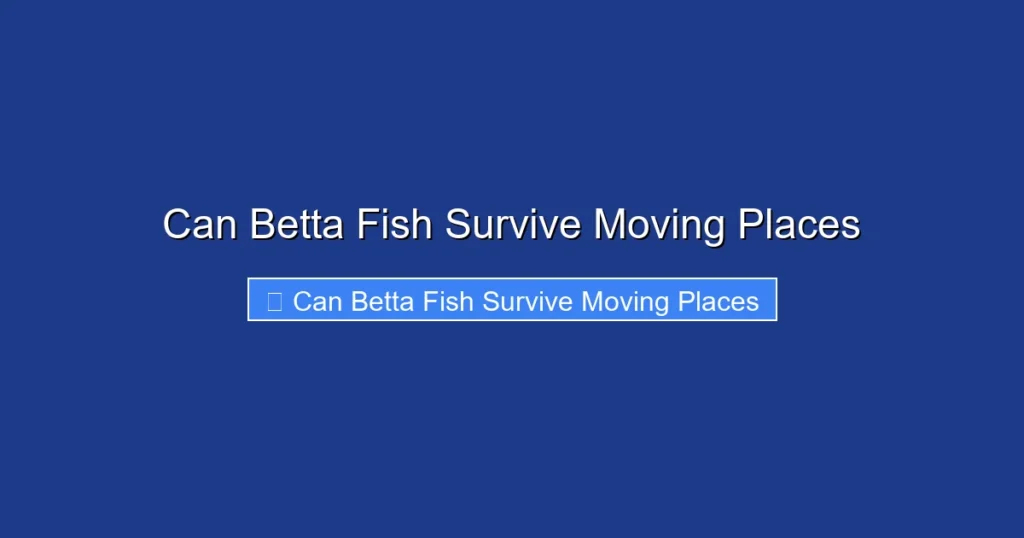Can Betta Fish Survive Moving Places