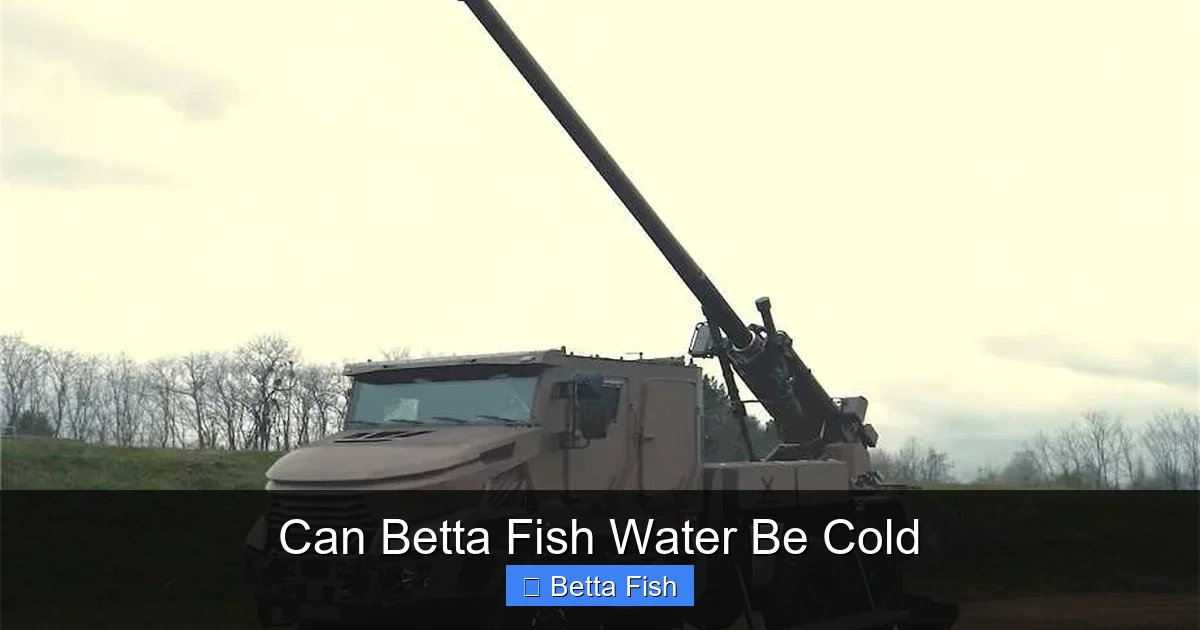 Can Betta Fish Water Be Cold