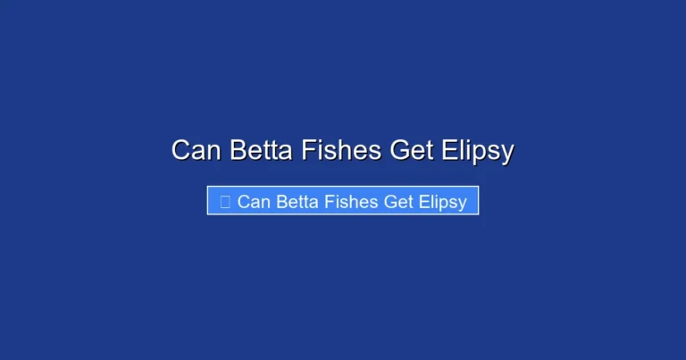 Can Betta Fishes Get Elipsy