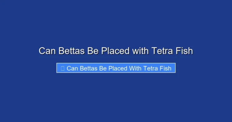 Can Bettas Be Placed with Tetra Fish