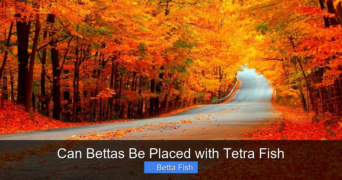 Can Bettas Be Placed with Tetra Fish