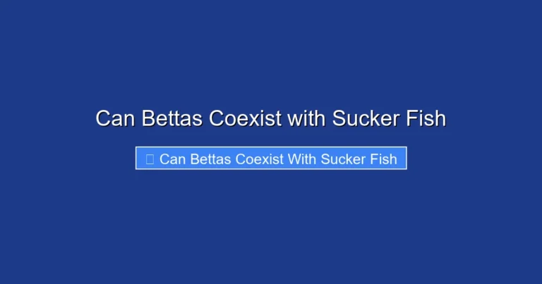 Can Bettas Coexist with Sucker Fish