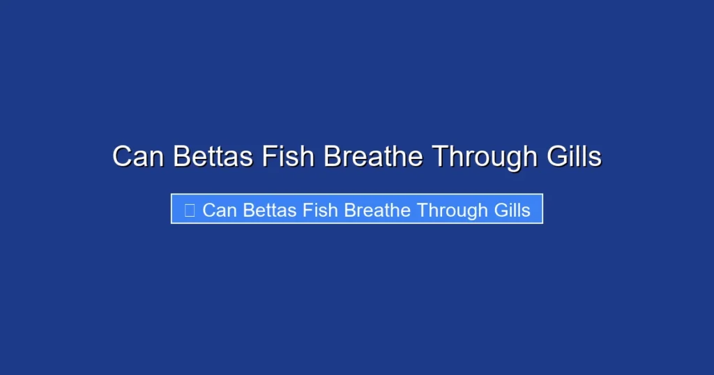 Can Bettas Fish Breathe Through Gills