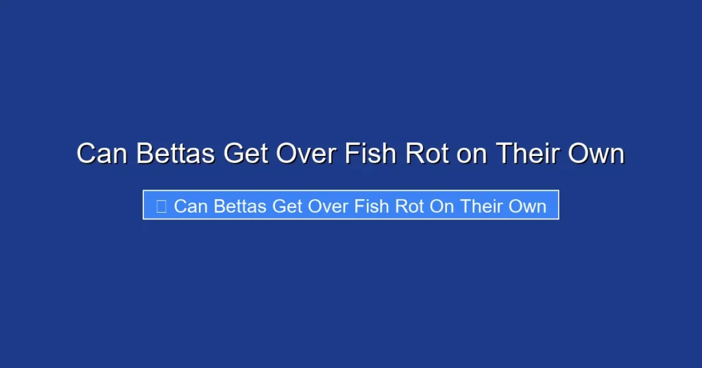 Can Bettas Get Over Fish Rot on Their Own