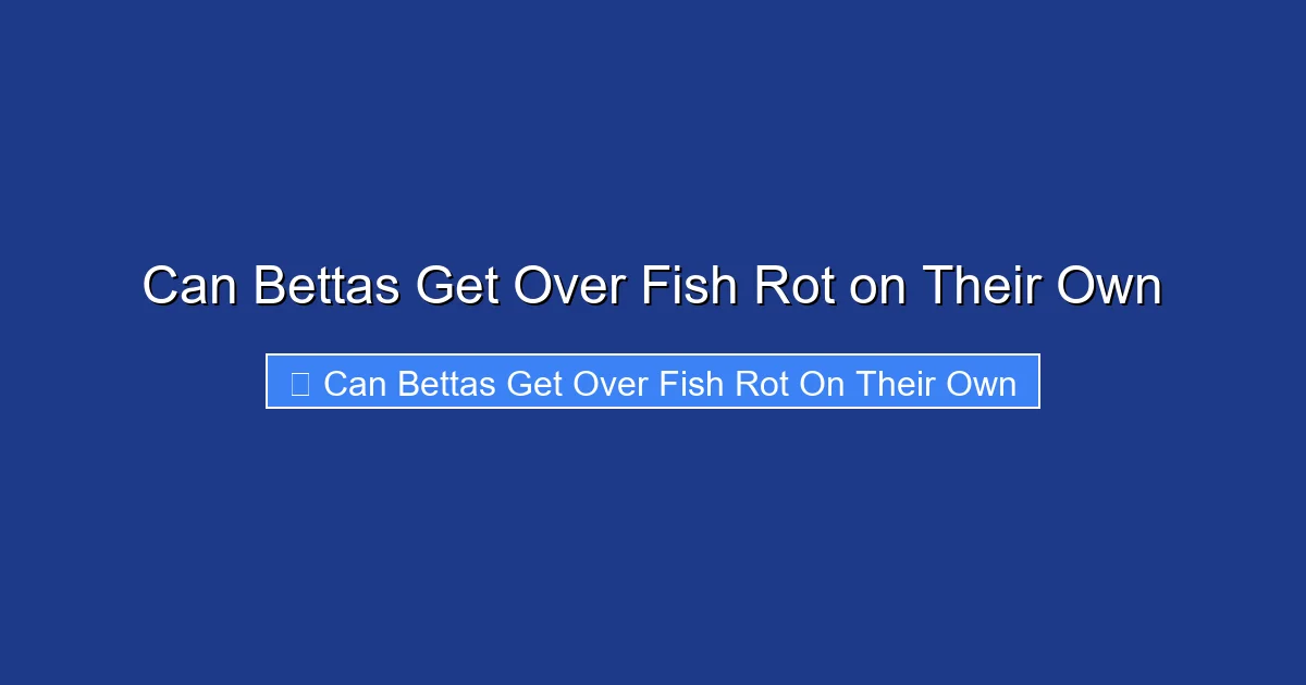 Can Bettas Get Over Fish Rot on Their Own
