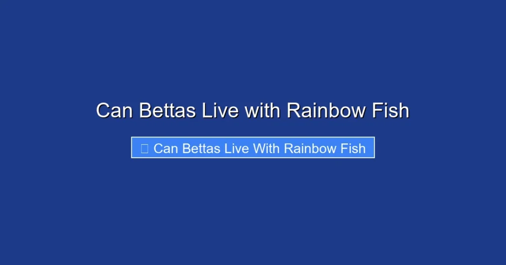 Can Bettas Live with Rainbow Fish
