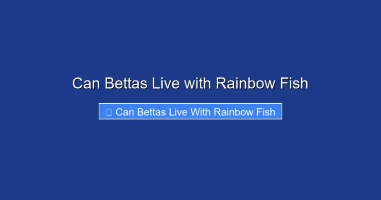 Can Bettas Live with Rainbow Fish