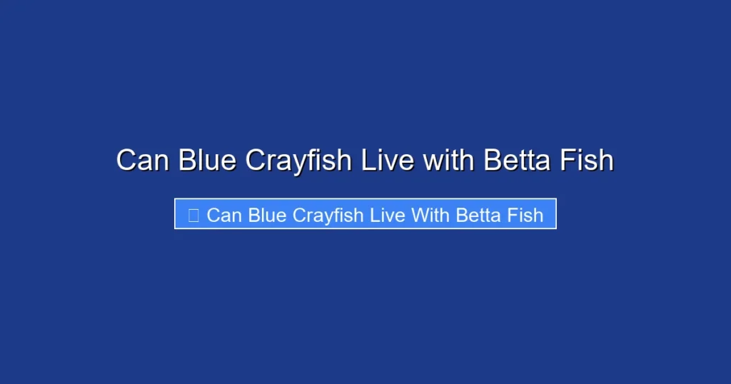 Can Blue Crayfish Live with Betta Fish