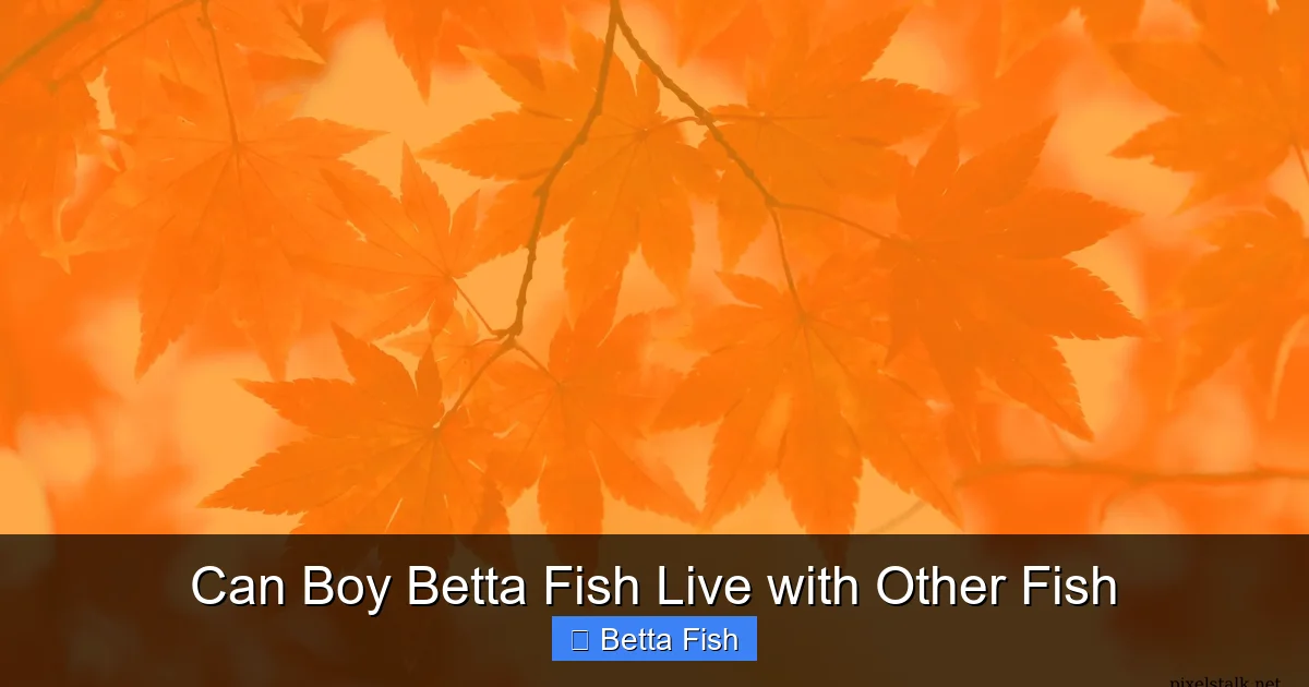 Can Boy Betta Fish Live with Other Fish