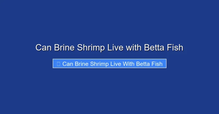 Can Brine Shrimp Live with Betta Fish