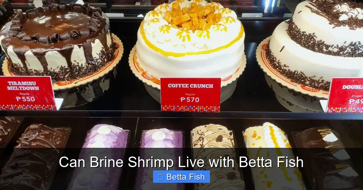 Can Brine Shrimp Live with Betta Fish