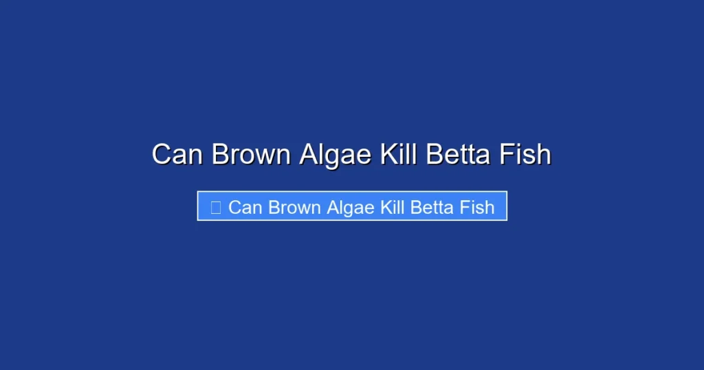 Can Brown Algae Kill Betta Fish