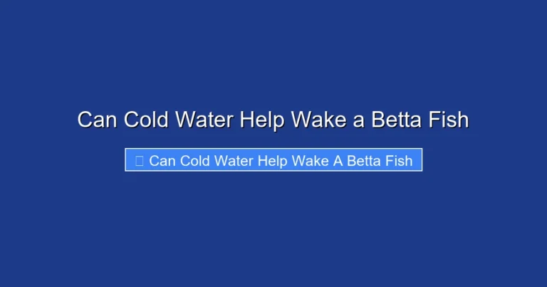 Can Cold Water Help Wake a Betta Fish