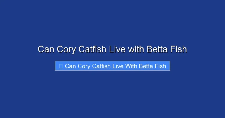 Can Cory Catfish Live with Betta Fish