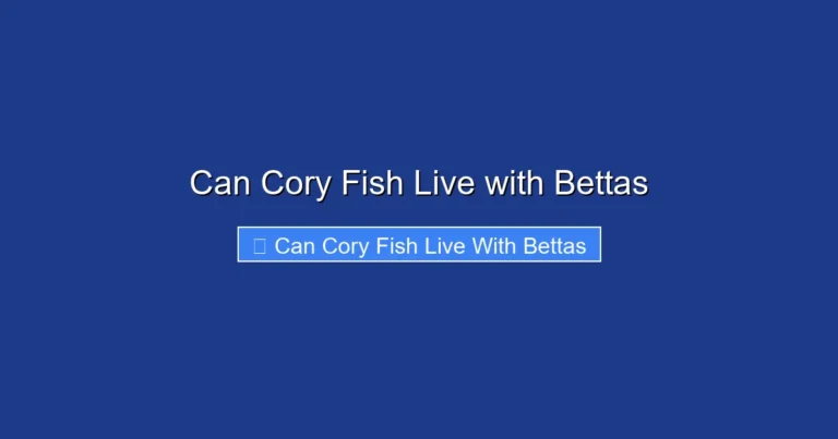 Can Cory Fish Live with Bettas